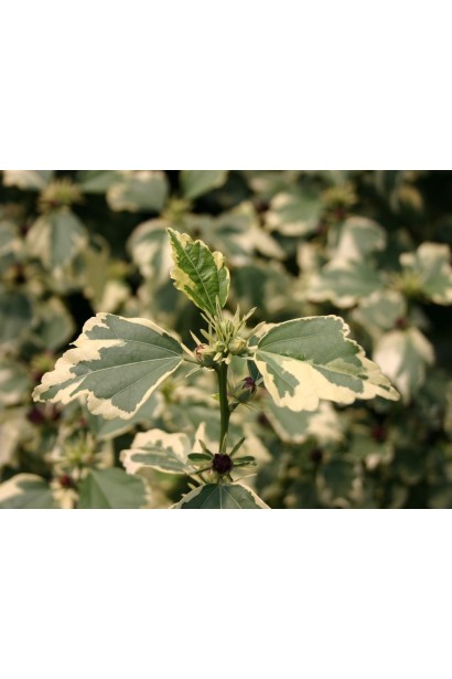 Гибискус сирийский пурпурный.